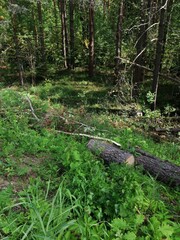 Sawn tree trunk. The wood was cut into stumps in the forest. Firewood from the sawed pine trees lie on the ground.