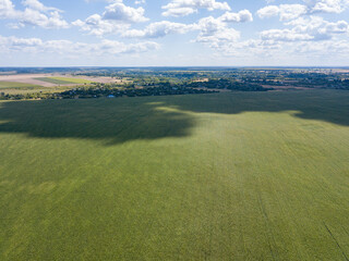 Green cornfield in Ukraine. Aerial drone view.