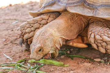 Close up of african spurred tortoise or geochelone sulcata eating water convolvulus.