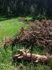 Sawn tree trunk. The wood was cut into stumps in the forest. Firewood from the sawed pine trees lie on the ground.