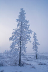 trees covered with white frost and winter fog