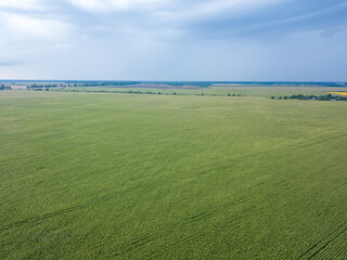 Green cornfield in Ukraine. Aerial drone view.