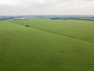 Green cornfield in Ukraine. Aerial drone view.