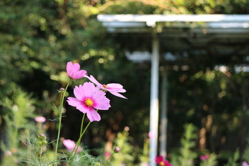 コスモスの花