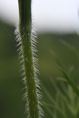 close up of grass