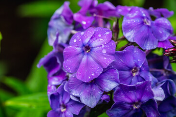 Blooming phlox in the garden. Shallow depth of field.