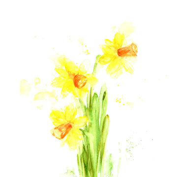 Hand drawn watercolor yellow spring daffodil flowers.