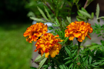 Yellow-red marigolds bloom in the garden in pots, against the backdrop of a lawn with green grass.