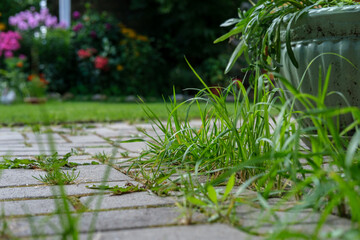 Grass and moss grow in the seams between the paving stones on the walkway in the garden, against...