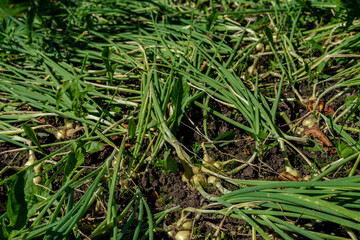 Chives on a feather (family cultivar) lies on the garden bed ripening in the sun.