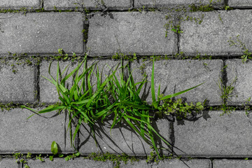 Green grass grows in the joints between the gray concrete paving stones of the walkway.