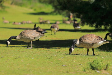 Large group of Canada geese eating grass - 368645034