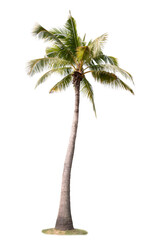 Coconut tree isolated on white background