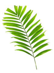Palm leaf isolated on white background