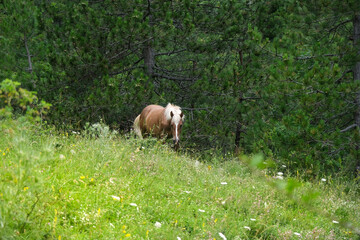 Obraz na płótnie Canvas brown horse eating in a pine forest in the mountain area of the majalla