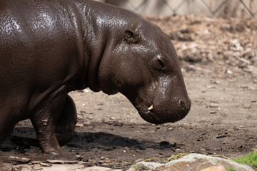 hippopotamus