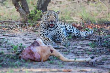 Male leopard protects the remains of an impala prey in Sabi Sands Game Reserve in the Greater Kruger Region in South Africa