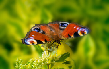 Schmetterling