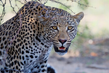Portrait of a male leopard
 resting in a Game Reserve in the Greater Kruger Region in South Africa