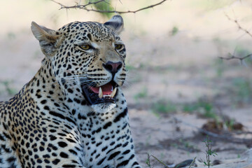 Portrait of a male leopard
 resting in a Game Reserve in the Greater Kruger Region in South Africa