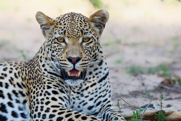 Portrait of a male leopard
 resting in a Game Reserve in the Greater Kruger Region in South Africa