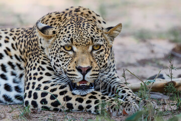 Portrait of a male leopard
 resting in a Game Reserve in the Greater Kruger Region in South Africa
