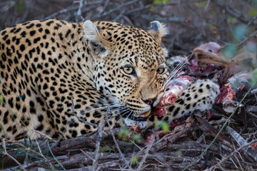 Male leopard eating from the remains of an impala prey in Sabi Sands Game Reserve in the Greater Kruger Region in South Africa