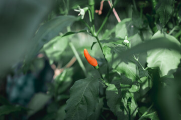 Red chillies and green leaves background