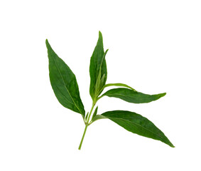 Fototapeta premium Andrographis paniculata plant on white background
