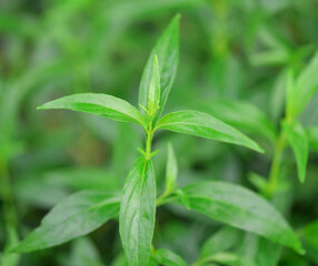Fototapeta na wymiar Fresh herbal plant leaves Andrographis paniculata