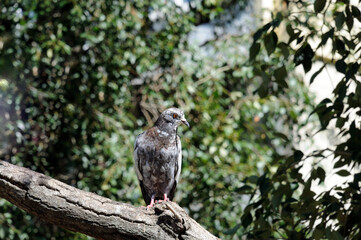 Motley gray dove on a dry tree branch