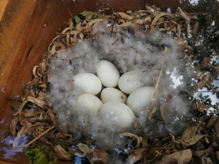 bird nest with eggs