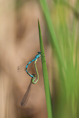 blue and green dragonflies on a green leaf of grass