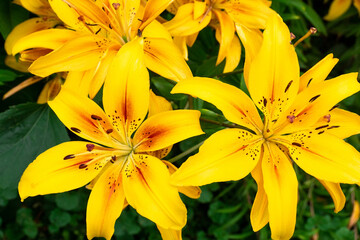 Fototapeta premium yellow lilies in the garden
