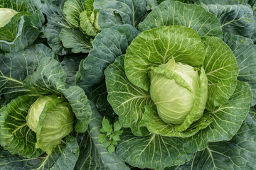 large cabbages ripen in a garden bed