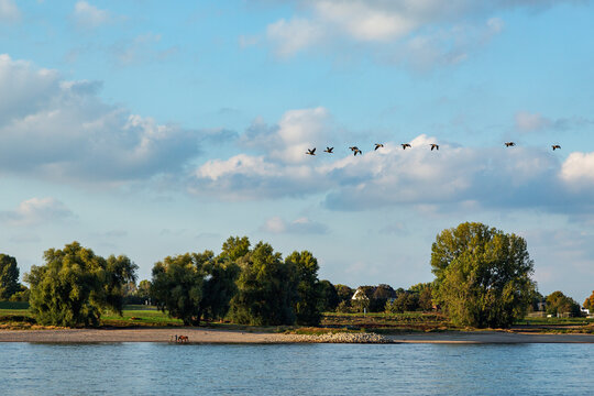 Duesseldorf - View to migrating birds at River Rhine nearby Kaiserswerth / Germany