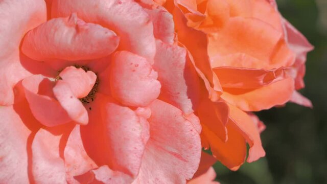 The orange rose bud in sunny summer weather close up. Video footage in 4k Ultra HD.