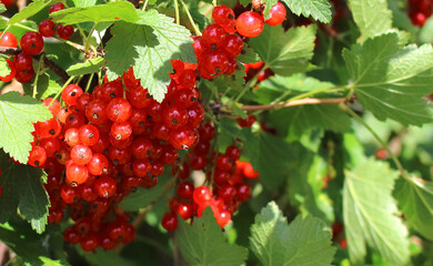 Ripe red currants hanging from bush ready for harvest.