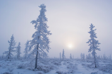 Fototapeta na wymiar trees covered with white frost and winter fog