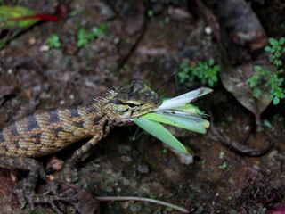 Brown color, chameleon eating green color grasshopper