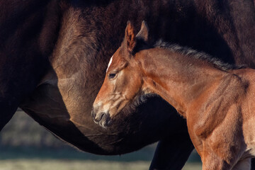 Small chestnut foal near mother. Close equine portrait.