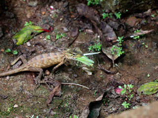 Brown color, chameleon eating green color grasshopper