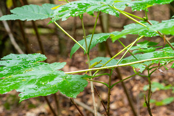 Fototapeta premium A closeup picture of green leaves in a forest. Blurry yellow leaves in the background