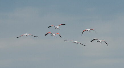 A flock of flamingos photographed in an abandoned salt pans of Ulcinj in Montenegro