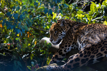 A Jaguar who has just awoken from its sleep