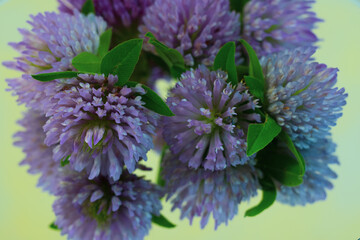 Close-up of field clover bouquet