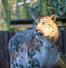 A rare and intrigued Snow Leopard
