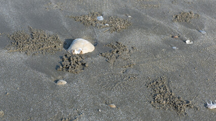 shells on the beach