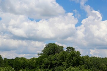 The fluffy white cloudscape over the treetops.