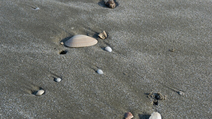 sea shell on the beach